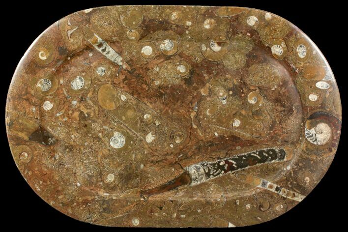 Fossil Orthoceras & Goniatite Oval Plate - Stoneware #140031